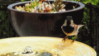 animated-birds
