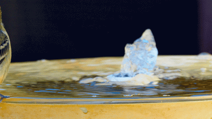 Finch-at-clean-fountain38.jpg-ANIMATION
