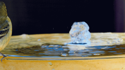 Finch-at-clean-fountain62.jpg-ANIMATION