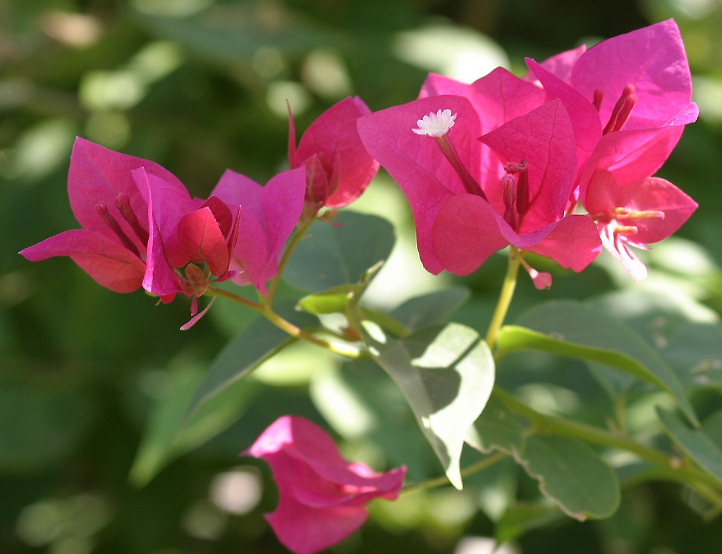 flowering-shrub3.jpg