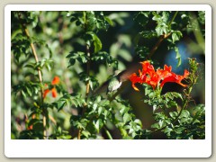 Hummingbird_November-108