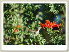 Hummingbird_November-109