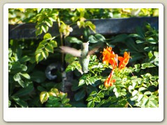 Hummingbird_November-116