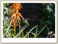 Hummingbirds-January-2014-407